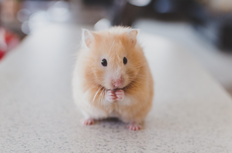 Rodent and mouse control service